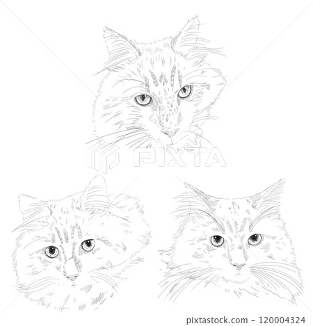 Siberian illustration, line drawing, delicate touch Siberian illustration, line drawing, delicate touch 120004324