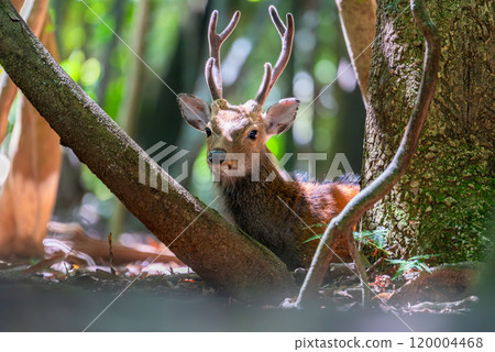 一隻雄性屋久島鹿在世界自然遺產屋久島休息(夏季) 一隻雄性屋久島鹿在世界自然遺產屋久島休息(夏季) 120004468