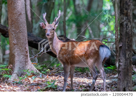 Yakushima World Natural Heritage Deer (January) A majestic male Yakushima deer 120004470
