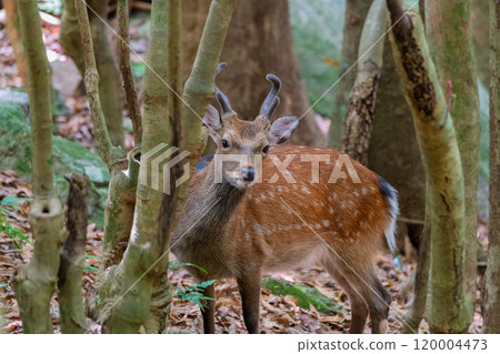 Yakushima World Natural Heritage Deer (January) A majestic male Yakushima deer 120004473