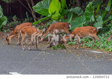 屋久島世界遺產（夏季）-屋久島獼猴和屋久島鹿覓食 120004712