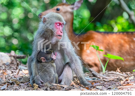 Yakushima World Heritage Site (Summer) Yakushima World Heritage Site (Summer) 120004791
