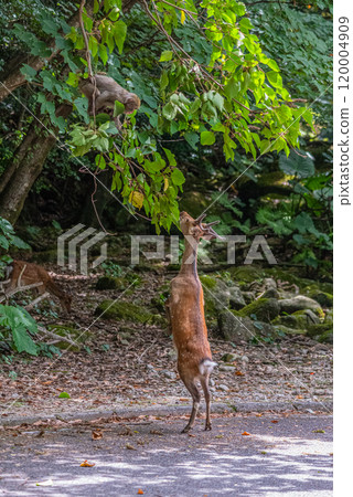 Yakushima World Heritage Site (Summer) Yakushima World Heritage Site (Summer) 120004909