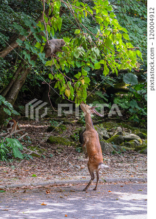 屋久島世界遺產（夏季） 120004912