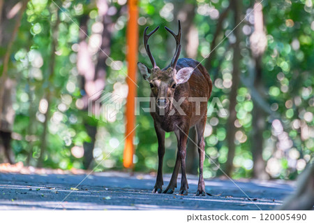 Male Yakushima deer, alert, World Natural Heritage Site (Summer) 120005490