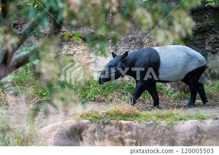 穆雷巴庫步行 120005503