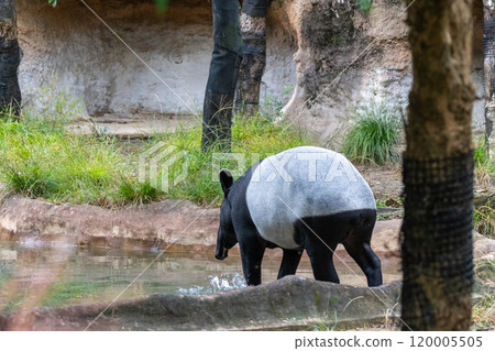 Back view of a Malayan tapir Back view of a Malayan tapir 120005505
