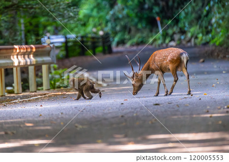Yakushima World Heritage Site (Summer) 120005553