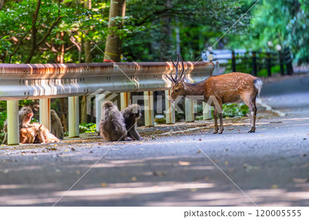 Yakushima World Heritage Site (Summer) 120005555
