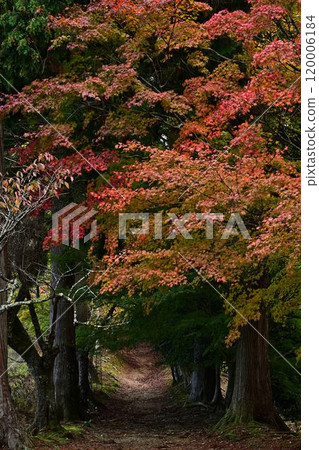 秋天的光明寺仁王門 秋天的光明寺仁王門 120006184