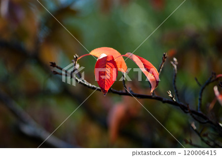 Autumn leaves of cherry blossoms on the Shinano River and Yasuragi Embankment 120006415