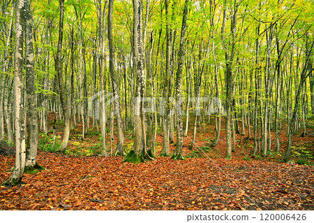 Autumn in Bijinbayashi Forest, Niigata Prefecture Autumn in Bijinbayashi Forest, Niigata Prefecture 120006426