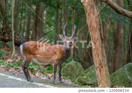 Male Yakushima deer, alert, World Natural Heritage Site (Summer) 120006534
