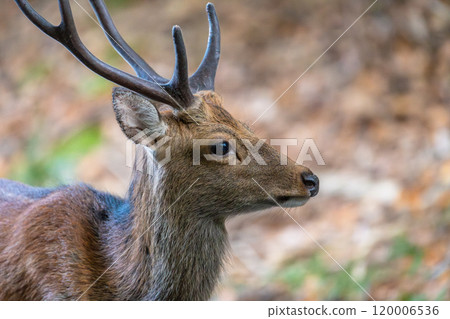 Yakushima World Natural Heritage Deer (August) A majestic male Yakushima deer 120006536