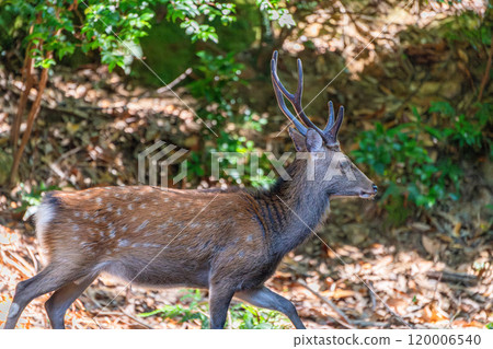 A male Yakushima deer relaxing on the World Natural Heritage site of Yakushima (Summer) 120006540