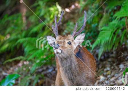一隻雄性屋久島鹿在世界自然遺產屋久島休息（夏季） 120006542