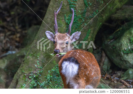 雄鹿屋久島鹿覓食，世界自然遺產，屋久島（夏季） 120006551