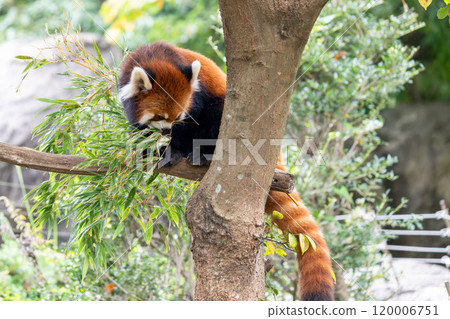 Red panda eating bamboo on a tree Red panda eating bamboo on a tree 120006751