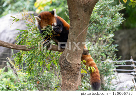 Red panda eating bamboo on a tree Red panda eating bamboo on a tree 120006753
