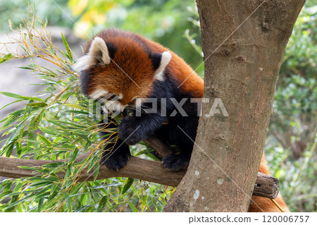 Red panda eating bamboo on a tree Red panda eating bamboo on a tree 120006757