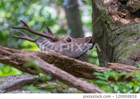 雄性屋久島鹿在世界自然遺產屋久島覓食（夏季） 120008658