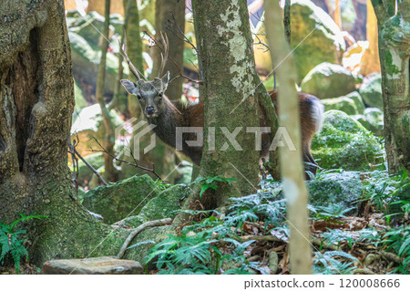 雄性屋久島鹿，警覺，世界自然遺產（夏季） 120008666