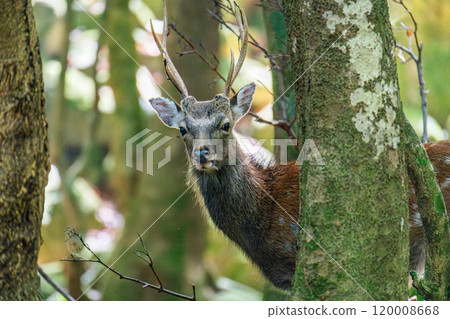 雄性屋久島鹿，警覺，世界自然遺產（夏季） 120008668
