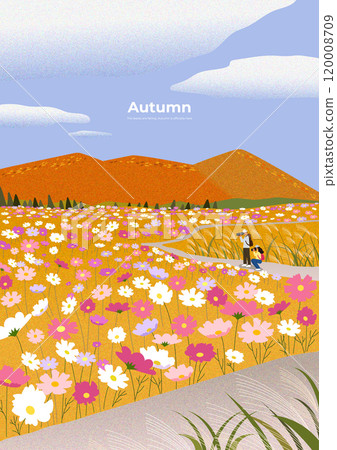 Field of cosmos in full bloom 120008709