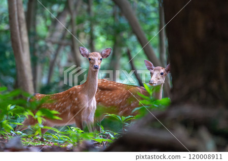 Yakushima World Heritage Site (Summer) - Yakushima Deer Herd on Guard Yakushima World Heritage Site (Summer) - Yakushima Deer Herd on Guard 120008911