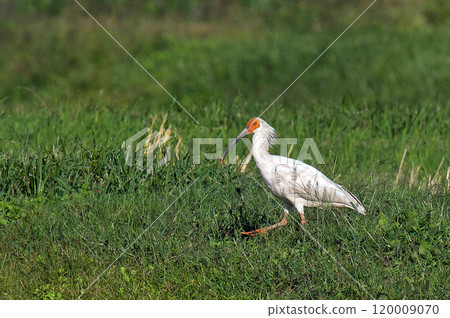A Japanese crested ibis, a protected species of Japanese crested ibis, in a rice field after the rice harvest. A Japanese crested ibis, a protected species of Japanese crested ibis, in a rice field after the rice harvest. 120009070