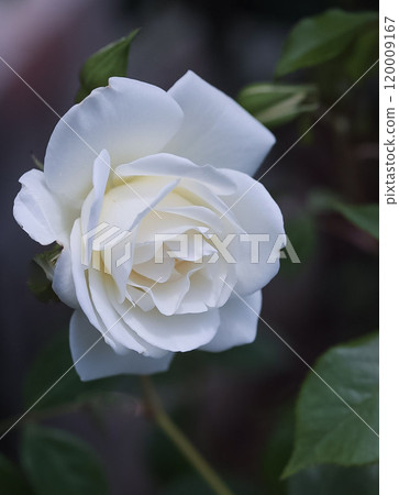 Bowed white rose Bowed white rose 120009167