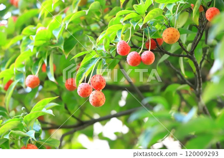 常盤山星 (Tokiwayamaboshi) 水果 120009293