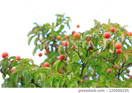 常盤山星 (Tokiwayamaboshi) 水果 120009295