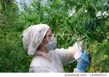 Professional Cultivation of Medicinal Cannabis in Greenhouses for Quality and Yield Professional Cultivation of Medicinal Cannabis in Greenhouses for Quality and Yield 120009514