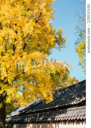 Traditional house and ginkgo tree at Jeonju Hanok Village in Jeonju, Korea 120010100