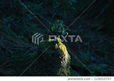 Moss and young trees growing on fallen trees 120010747