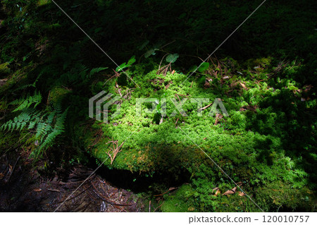苔蘚床，陽光透過樹木 120010757