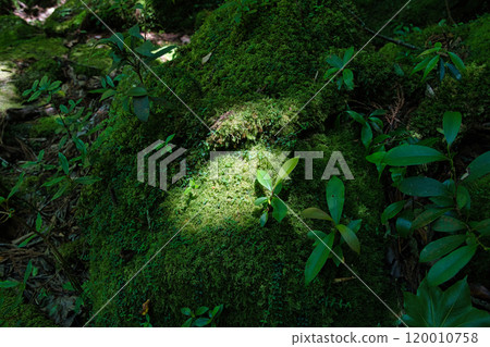 苔蘚床，陽光透過樹木 120010758