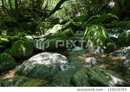 Shiratani雲彩聖所山小河 120010765