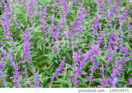 Salvia Leukanta Salvia Leukanta 120010975