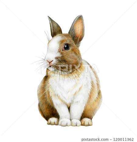 Cute little bunny painted illustration. Hand drawn rabbit vintage style image. Small bunny wildlife and domestic mammal sitting on white background. Funny hare Easter traditional animal symbol 120011362