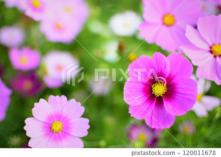 Pink cute cosmos Pink cute cosmos 120011678