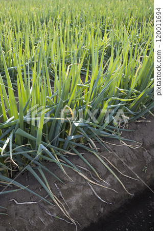 Image of a leek field 120011694