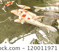 Japanese carp 120011971
