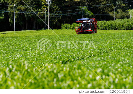 岐阜縣採摘伊維茶的場景。茶園和採茶機械。 120011994