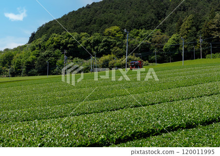 A view of a tea plantation with a mountain forest and tea picking machines visible beyond the tea furrows 120011995