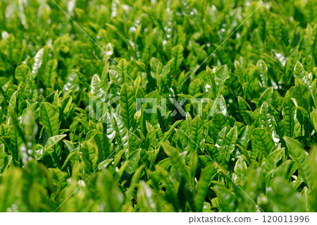 來自茶園的茶葉。有光澤的深綠色生茶葉 120011996