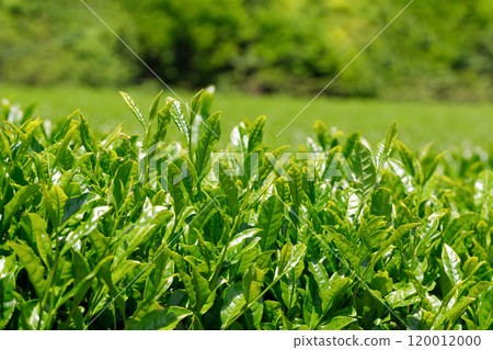 Shiny tea leaves with tea fields in the background. Fresh, dark green leaves in the new tea season Shiny tea leaves with tea fields in the background. Fresh, dark green leaves in the new tea season 120012000
