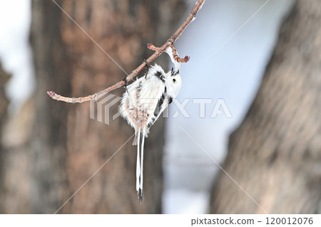 Shimaenaga Shimaenaga 120012076