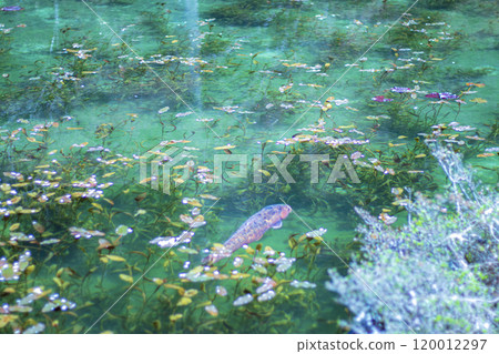 Monet's Pond with Swimming Carp, Gifu Prefecture Monet's Pond with Swimming Carp, Gifu Prefecture 120012297